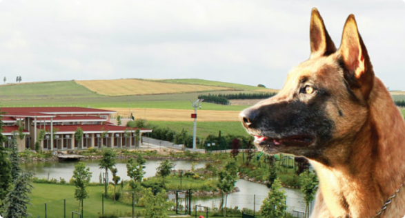 flydog-k9-services-details flydog-k9-services-details